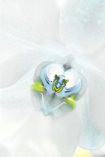 Flash for Flower Photography sample image