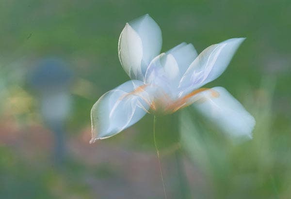 Flash for Flower Photography sample image