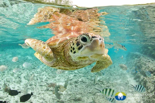 Wide Angle Closeup Underwater Photography