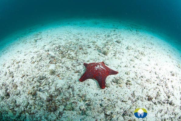 Wide Angle Closeup Underwater Photography