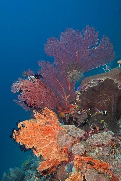Underwater Photography Composition tips