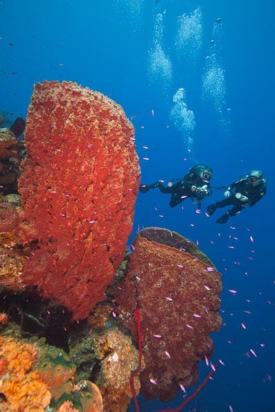 Underwater Photography Composition tips