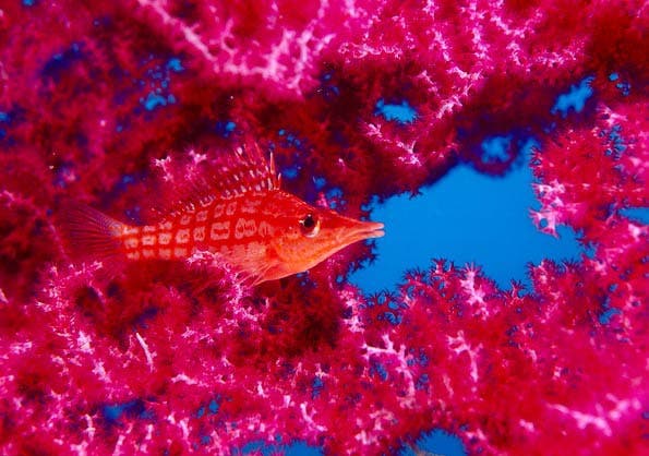 Underwater Photography Composition tips