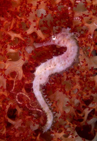 Underwater Photography Composition tips