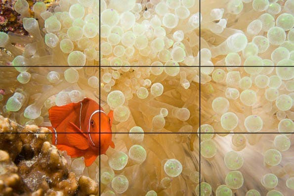 Underwater Photography Composition tips