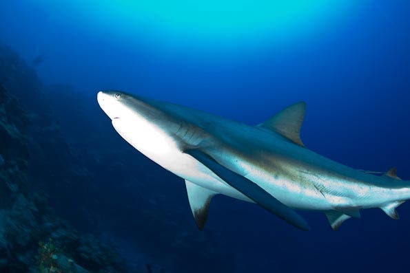 Underwater Photography Composition tips