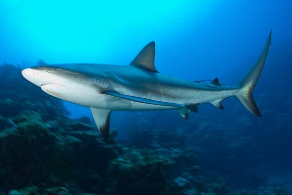 Underwater Photography Composition tips