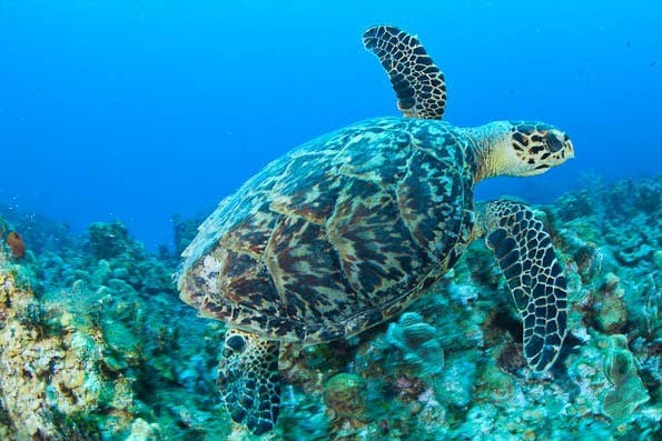 Underwater Photography Composition tips