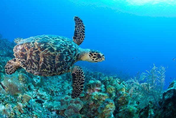 Underwater Photography Composition tips