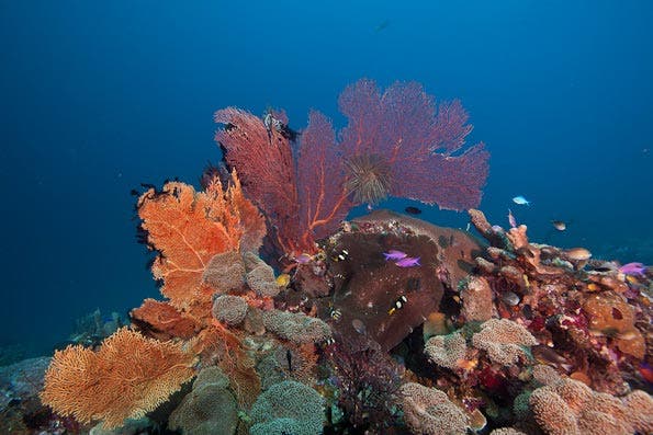 Underwater Photography Composition tips