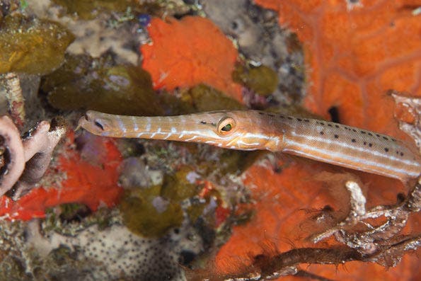 Underwater Photography Composition