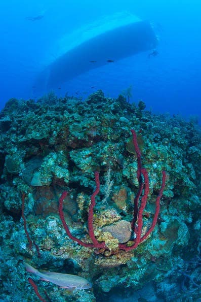Underwater Photography Composition